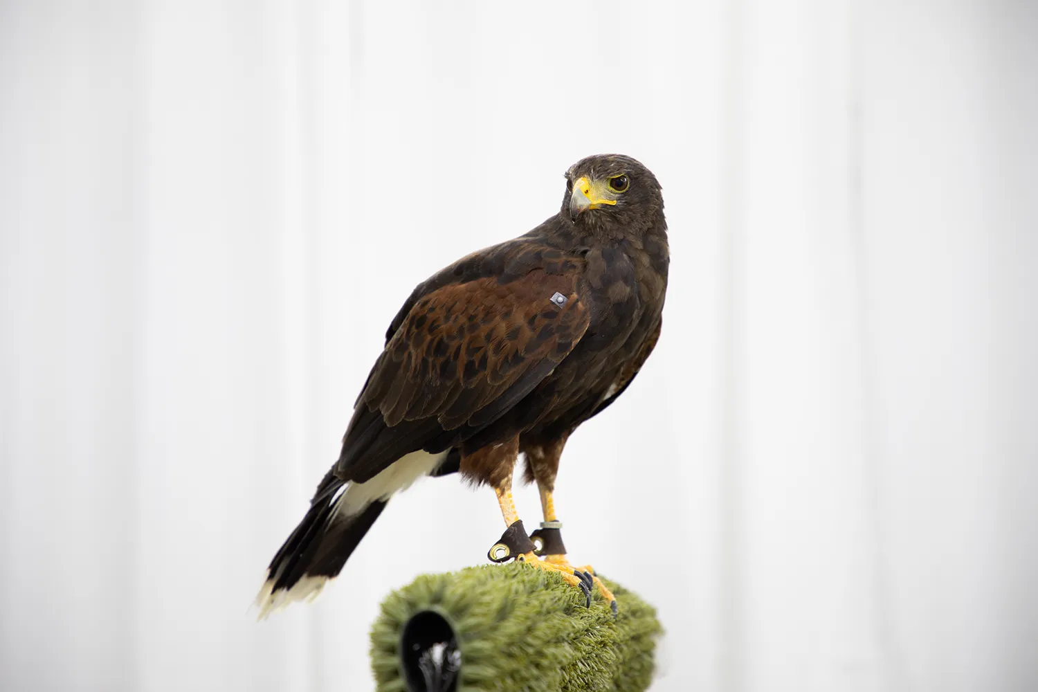 BIRDLab_1.webp